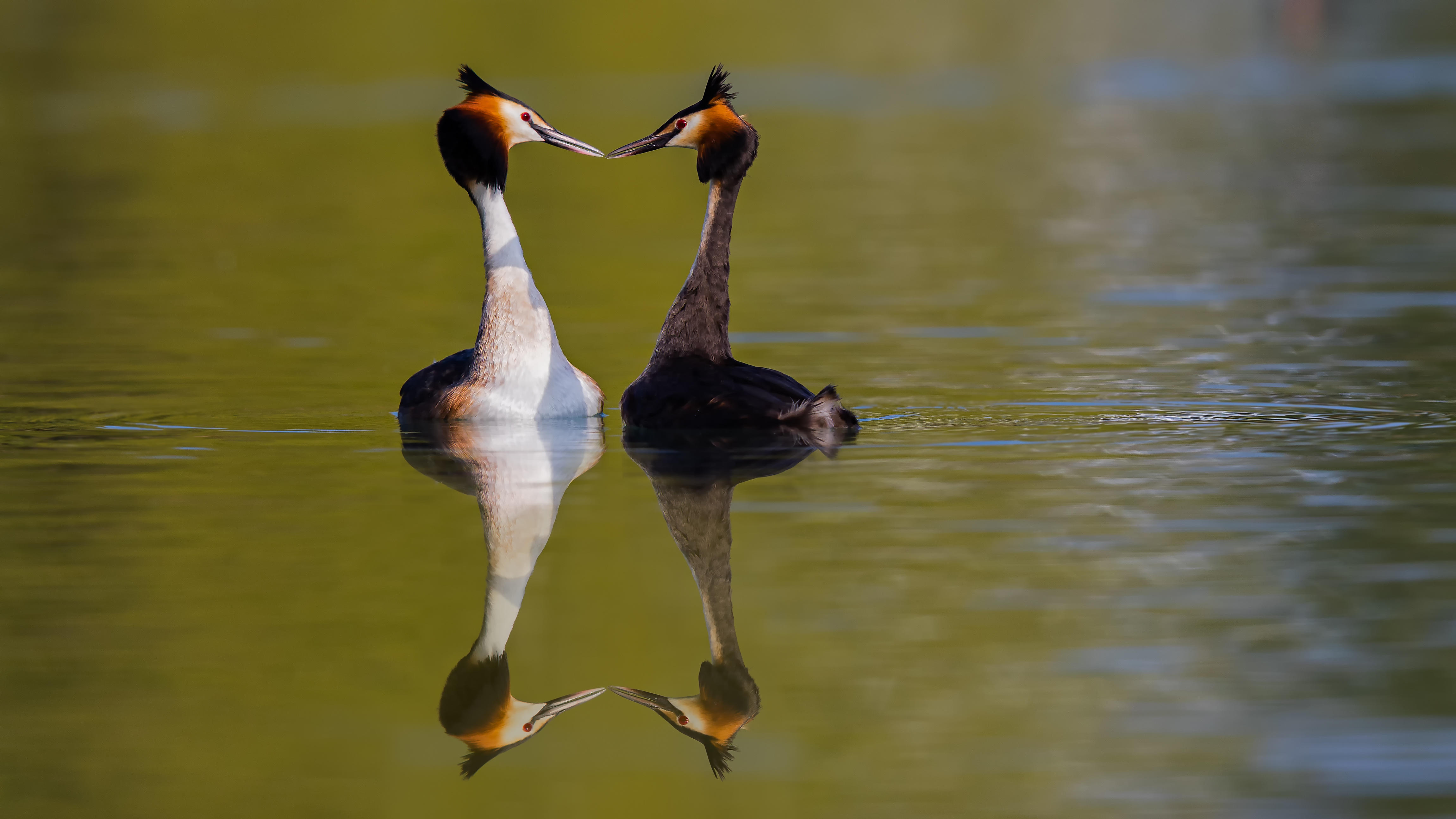 Grebe (5)